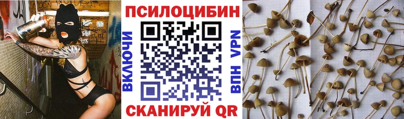 Галлюциногенные грибы Psilocybe  Дальнереченск 